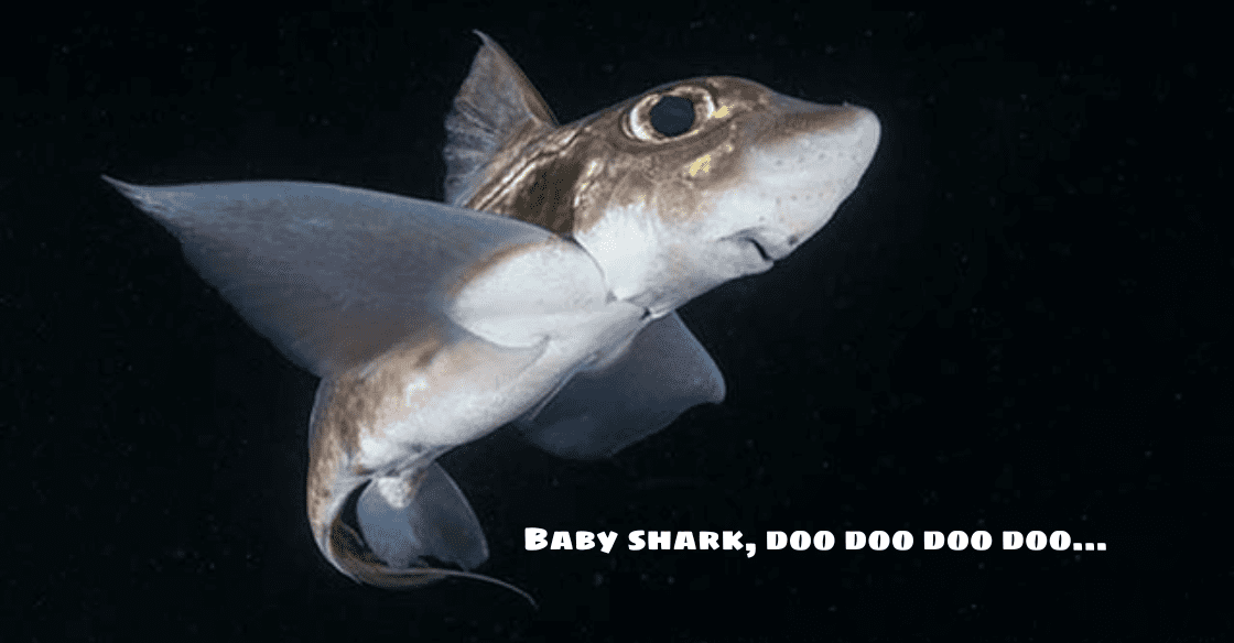 Se acaba de descubrir un "tiburón bebé" extremadamente raro en el fondo del océano.