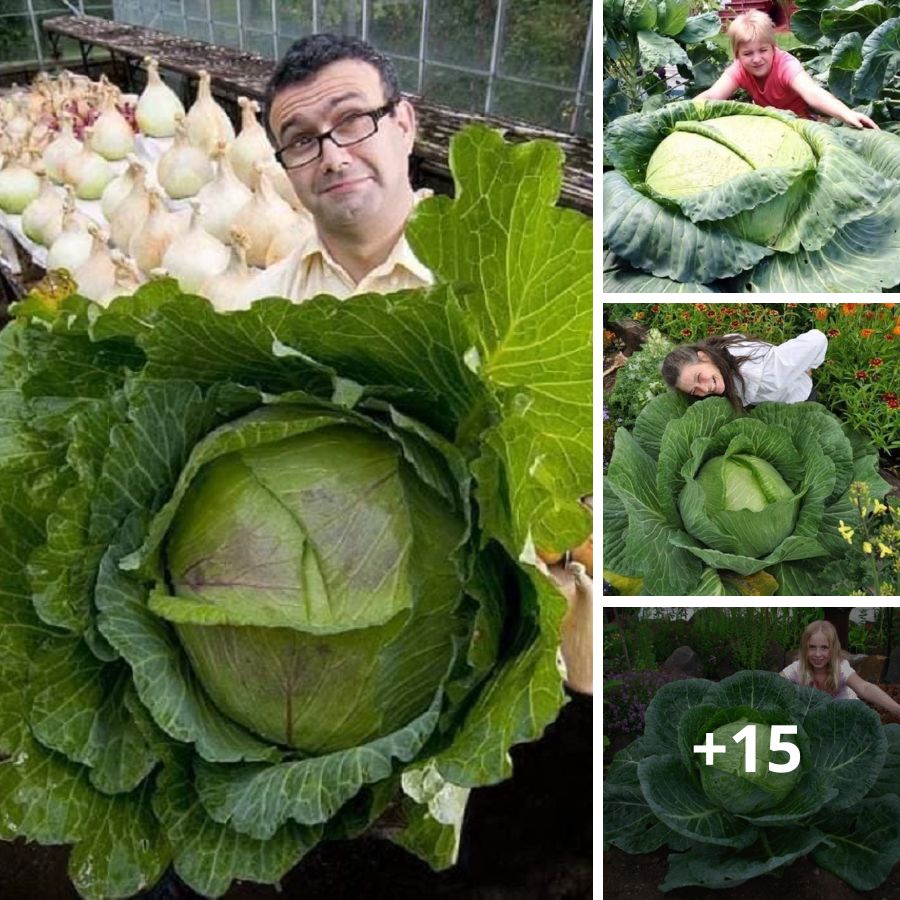 Extraordinary Expedition: Venturing into the Enchanting World of Massive Cabbages
