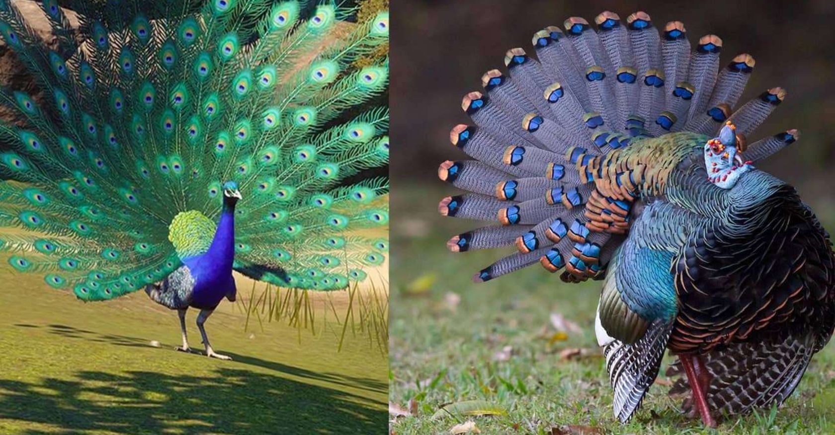 The Exquisite Majesty of the World’s Most Stunning Peacock: Adorned in Magnificent Plumage