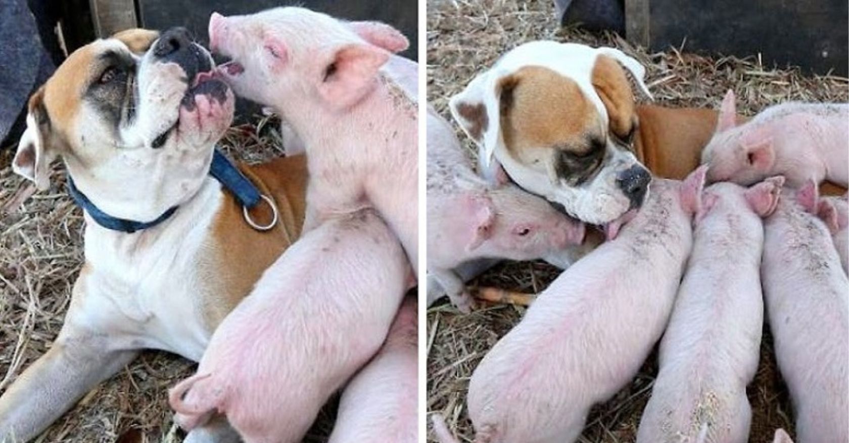 Guardian Canine Steps In: Heartwarming Story of a Dog's Care for Orphaned Piglets