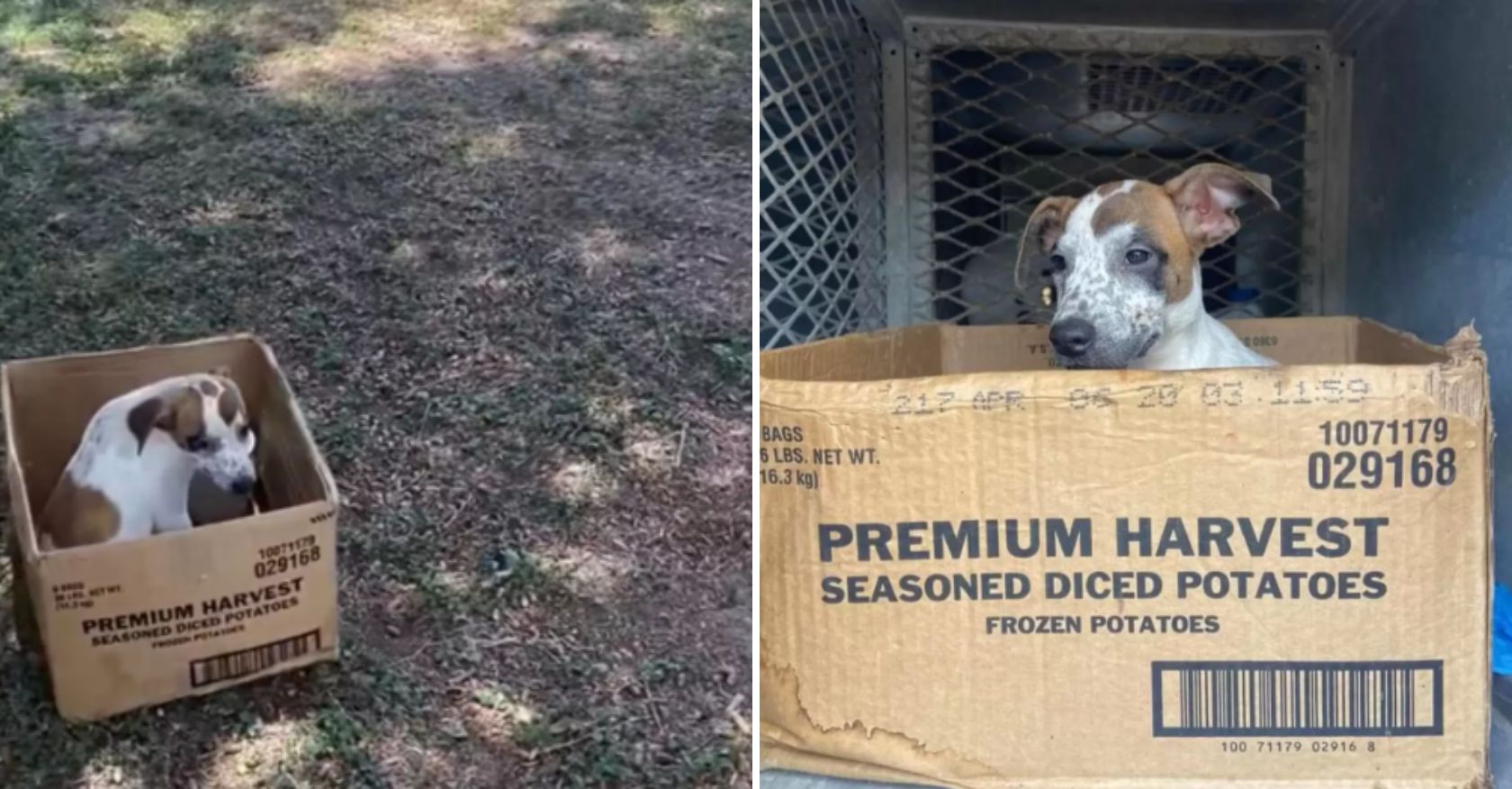 Owner Deserts Dog in Cardboard Box, But the Dog Stays, Awaiting Their Return."