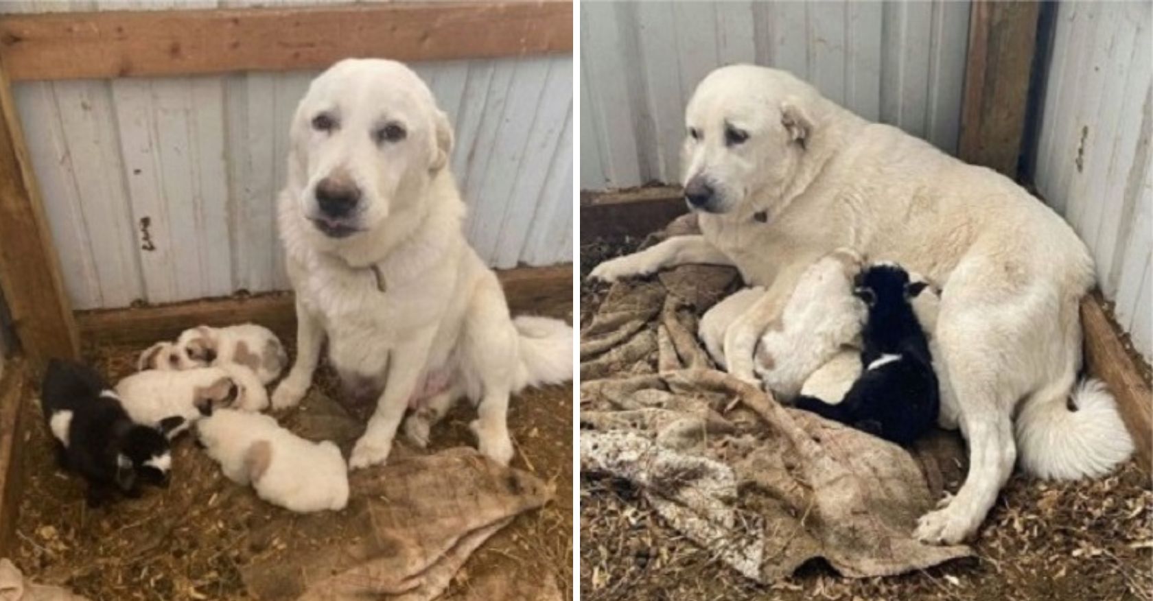 Touching Connection: Dog Steps in as Surrogate Mother to Abandoned Goat Kid, Tenderly Raising Her as Her Own
